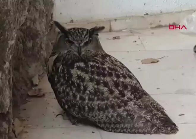 Nesli Tehlikedeki Puhu Kuşu Tedaviye Alındı, Ancak Hayatını Kaybetti